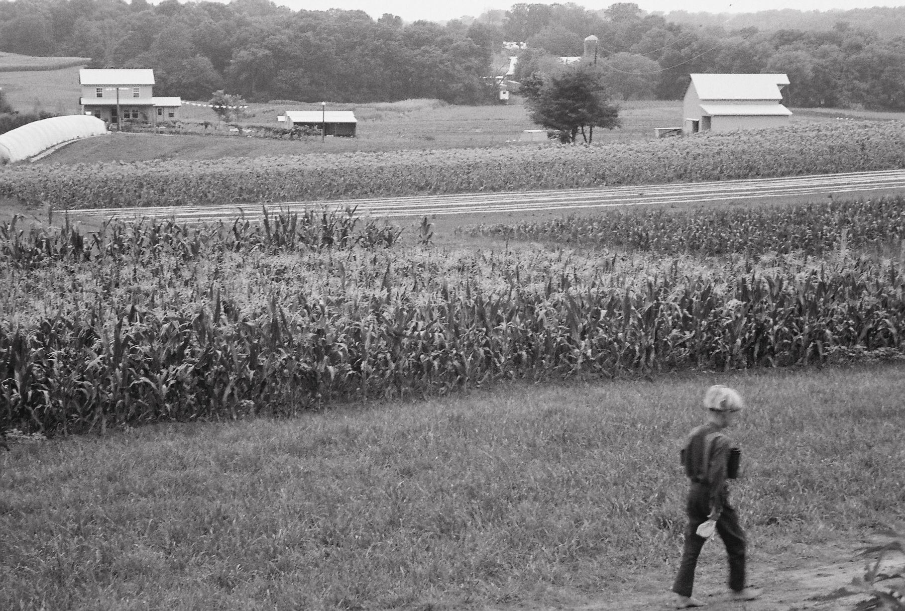 farm boy painting